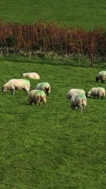 Ovce Roztroušené Poli Živící Hojnou Zelenou Trávou — Stock video