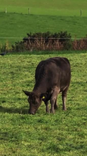 Brown Cow Grazes Lush Green Grass Fenced Field Background Cow — Stock Video
