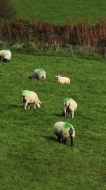 Çitlerin ve çalıların yanında otlayan koyunların olduğu bir kırsal alan..