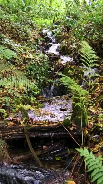 Zalesněná Krajina Vodou Tekoucí Hojné Zeleni Zpomal Svislé Video — Stock video