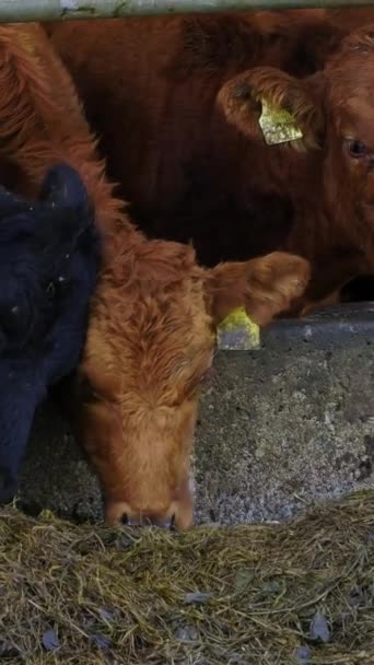 Cztery Kolorowe Krowy Cieszące Się Sianem Zwolniony Ruch — Wideo stockowe