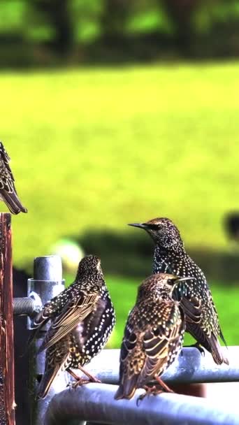 Benekli Kuşlar Gün Işığında Dinlenmenin Tadını Çıkarırlar — Stok video