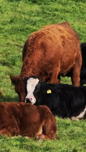 5頭の牛が緑豊かな畑で色 休息をしています バーティカルビデオ — ストック動画