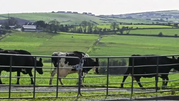 Pastevecká Scéna Krávami Bujně Zelenými Poli Vzdálenými Farmářskými Budovami — Stock video
