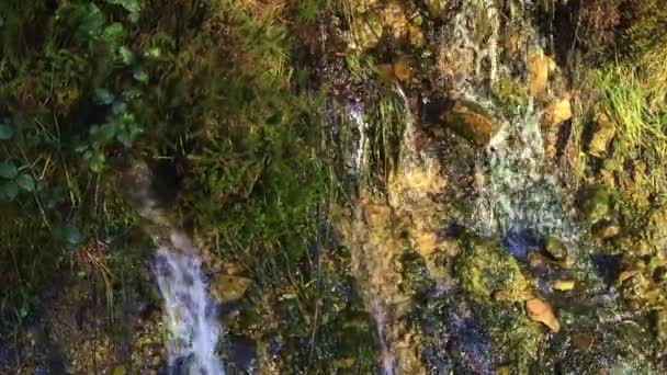 水从岩石表面流下来 周围环绕着茂盛的绿色植物 — 图库视频影像