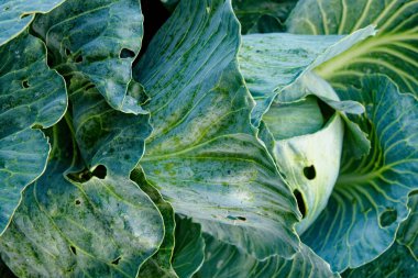 Yeşil lahana yapraklarının karmaşık dokusunu ve desenini vurgulayan bir resim.
