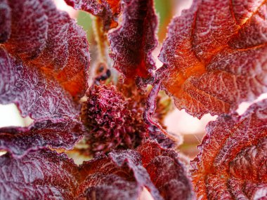 Görünür damarları ve pürüzlü dokusu olan canlı kırmızı yapraklar..