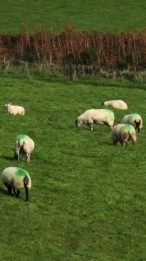 İşaretli koyunlar açık gökyüzünün altında çimenli bir tarlaya yayıldı..