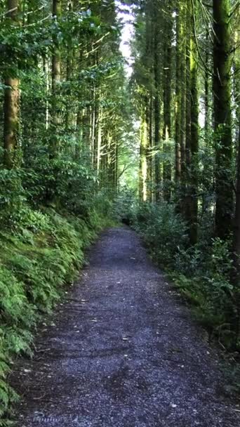 一片宁静的森林 小路狭窄 蜿蜒曲折 垂直录像 — 图库视频影像