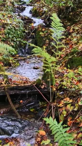 Malý Vodopád Teče Mezi Zelenými Kapradinami Listím Zpomal Vertikální Video — Stock video