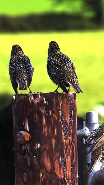 Starlings Bask Light Greenery Them — Stock Video