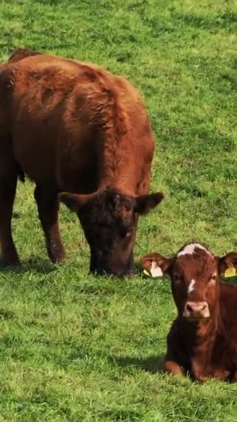 Grupo Vacas Capturado Algunas Están Comiendo Hierba Mientras Que Otras — Vídeos de Stock
