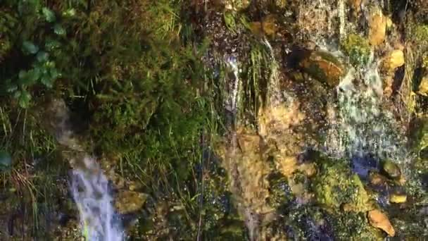 Зображенні Видно Вода Тече Вниз Камені Покритим Мохом Рослини — стокове відео