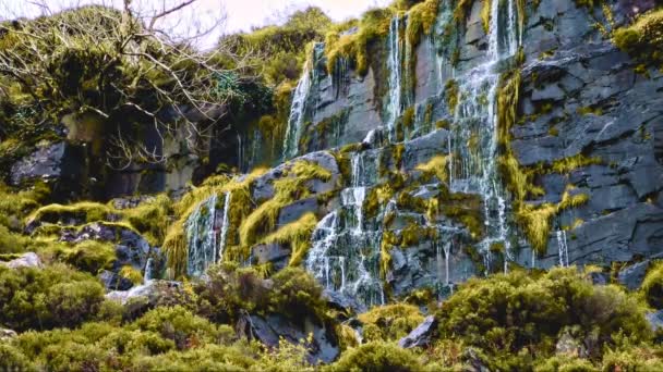 Musgo Verde Plantas Crescem Uma Superfície Molhada Rochosa Com Água — Vídeo de Stock