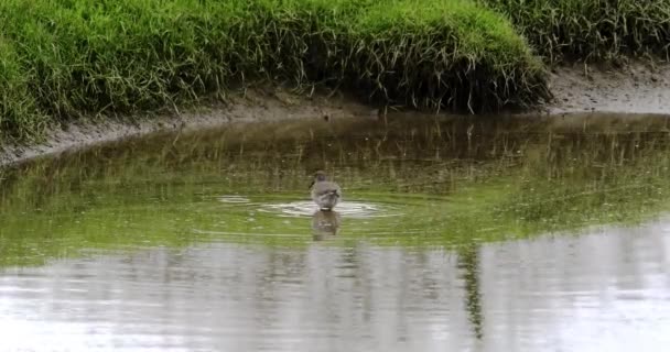 자연적인 세레니티 날개가있는 자연스럽고 고요한 환경을 반영하는 녹지로 둘러싸인 연못에 — 비디오