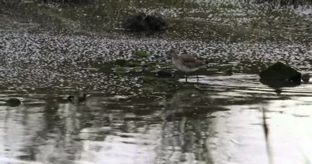 Ein Vogel Steht Flachen Wasser Und Schafft Eine Heitere Atmosphäre — Stockvideo