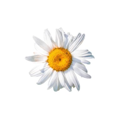 Sarı merkezli beyaz bir çiçek. Çiçek görüntünün ana odak noktasıdır ve en belirgin elementtir..
