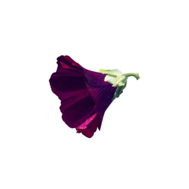 Çiçeğin taç yaprakları renk ve detay açısından zengindir..