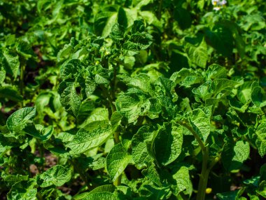 Sağlıklı patates bitkileri detaylı, yemyeşil yapraklarını sergiliyorlar..