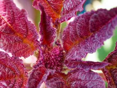 Detaylı dokuları gösteren koyu kırmızı bir yaprak kümesi..