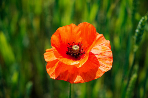 A blossoming red poppy amidst diverse vegetation.