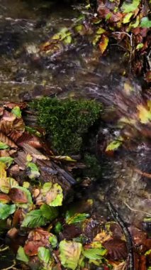 Su yapraklı, yeşil bir ortamda akar. Ağır çekim. Dikey video.
