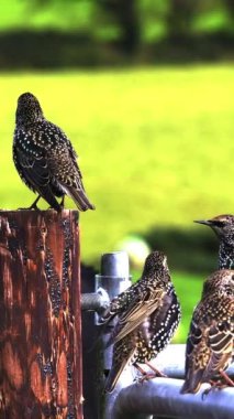Sığırcıkların doğal güzellikleri arasında dinlendikleri huzurlu bir manzara.