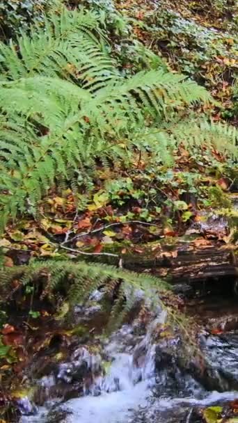 Cascate Acqua Rocce Immerse Nel Verde Rallentatore Video Verticale Panning — Video Stock