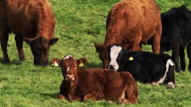 Cinco Vacas Que Varían Color Pastan Descansan Campo Verde Exuberante — Vídeos de Stock