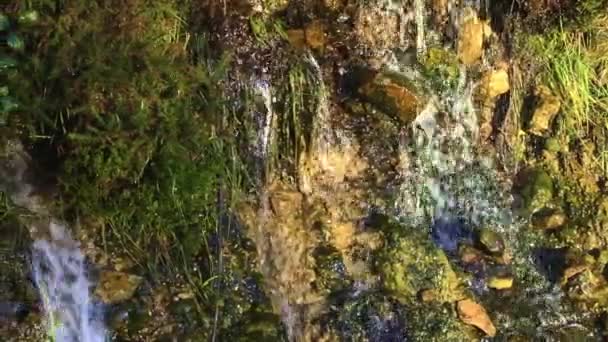 水在岩石上流淌 绿油油的自然景观 — 图库视频影像