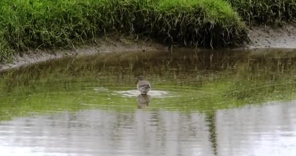 平和なシーン 緑の草に囲まれた落ち着いた池の上の鳥 平和なシーンを作成する — ストック動画