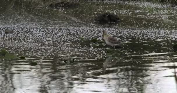 セリーンネイチャーシーン 浮遊植生に囲まれた浅い水に立って 穏やかな自然のシーンを作成します 水鳥が足でかゆんでいる ブラックテール ゴッドウィット リモザイロサ ワダース — ストック動画