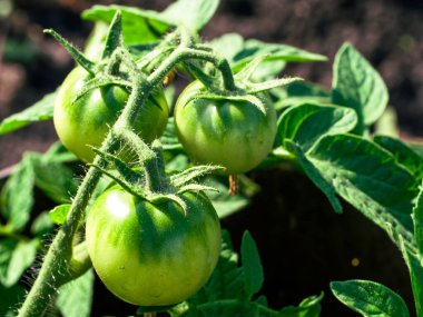 Görüntü, güneş ışığıyla vurgulanmış bir sarmaşıktaki genç domatesleri yakalıyor ve olgunlaşma sürecinde olduklarını gösteriyor..