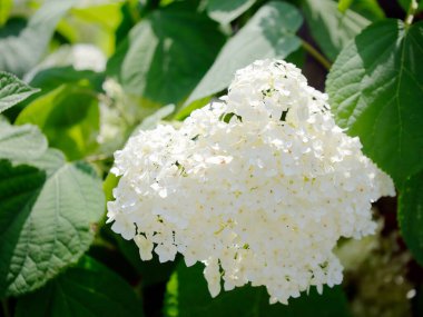 Beyaz ortanca. Beyaz çiçeklerin enfeksiyonu, yakın plan. Yeşil yapraklı beyaz bir çiçek