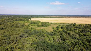 Mavi gökyüzünün altında yoğun yeşil orman, güneşli yaz havası. Manzara.
