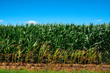 Büyüyen bir mısır tarlasının üzerinde aydınlık bir gün.