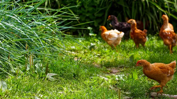 Bir grup tavuk, çeşitli renkler sergiliyorlar, yemyeşil bir bahçede otlar ve bitkilerle besliyorlar..