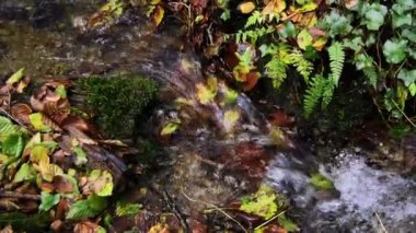 Yeşil ve kahverengi yaprakların arasında bir dere akar. Ağır çekim. yakınlaştır