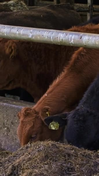 Корови Харчуються Сіном Вольєрі Повільний Рух — стокове відео