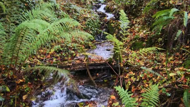 Bujná Vegetace Obklopuje Bublající Potok Lesích Zpomalený Pohyb — Stock video