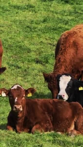 Video Muestra Vacas Diferentes Colores Pasto Verde Vídeo Vertical — Vídeos de Stock