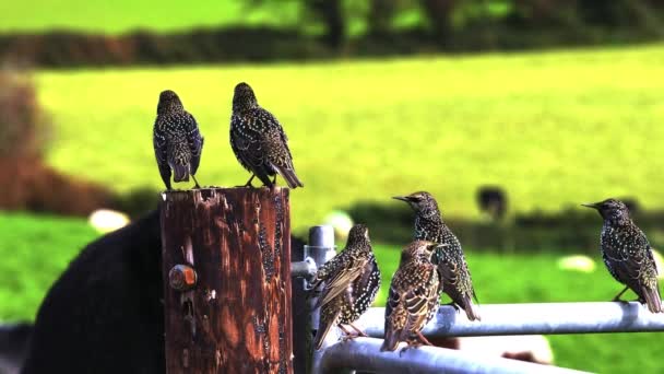 Seven Starlings Perch Wooden Post Metal Railing Green Field Background — Stock Video