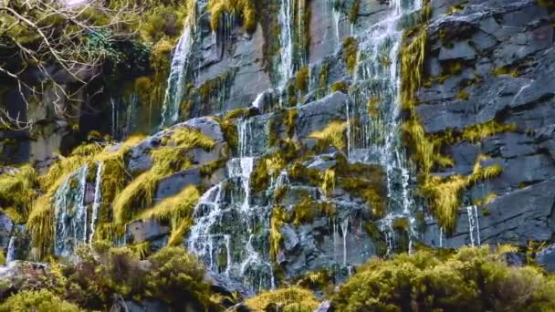 Rocas Con Senderos Agua Rodeadas Exuberantes Plantas Verdes — Vídeos de Stock