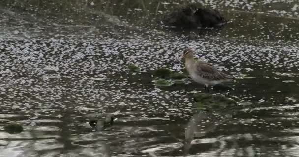 トランキルポンド 静かな池に浮かぶ緑の中で孤独な鳥は 上空の灰色の空を反映しています 水鳥が足でかゆんでいる ブラックテール ゴッドウィット リモザイロサ ワダース — ストック動画
