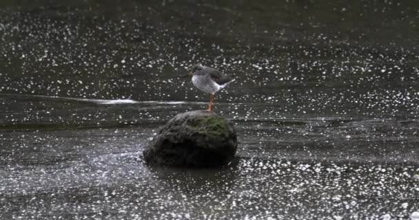 Una Escena Tranquila Pájaro Descansando Sobre Una Roca Rodeada Por — Vídeo de stock