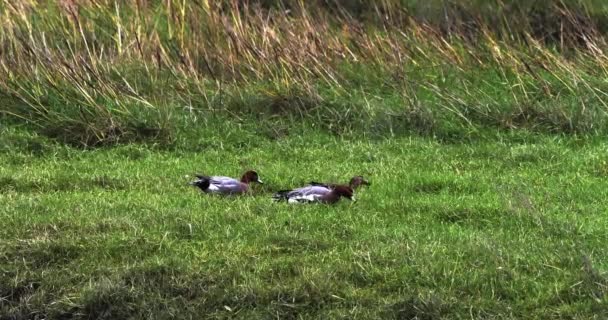 Trois Canards Reposent Sur Une Parcelle Herbe Verte — Video