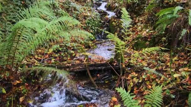 Fern Filled Woodland Scene Small Cascading Stream Slow Motion Zoom — Stock Video
