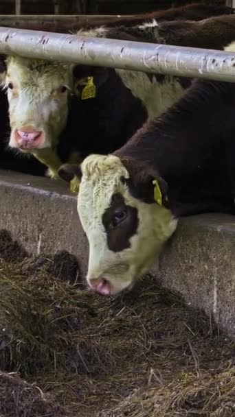 谷仓里有标签的奶牛在吃干草 慢动作 — 图库视频影像