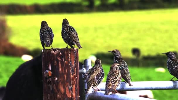 Πουλιά Διάστικτα Φτερά Αναπαύονται Κοντά Ένα Καταπράσινο Τοπίο — Αρχείο Βίντεο