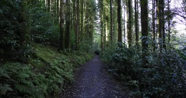 Ένα Στενό Μονοπάτι Φυσάει Μέσα Από Ένα Πυκνό Καταπράσινο Δάσος — Αρχείο Βίντεο